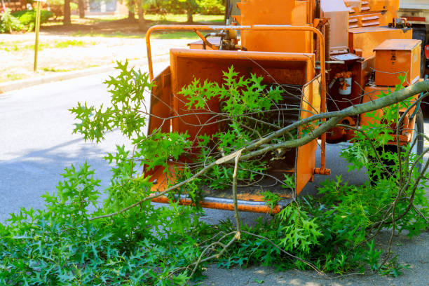 How Our Tree Care Process Works  in  Belgium, WI
