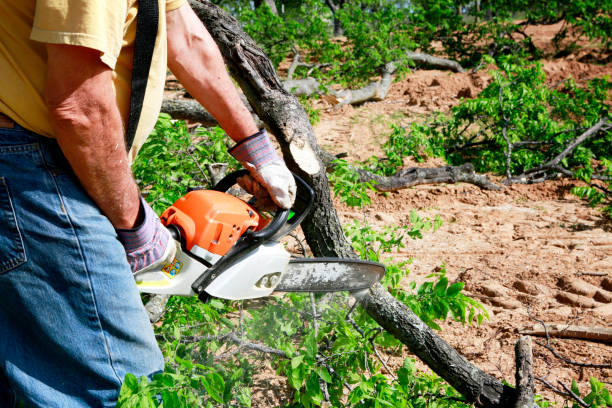 Reliable Belgium, WI Tree Services Solutions